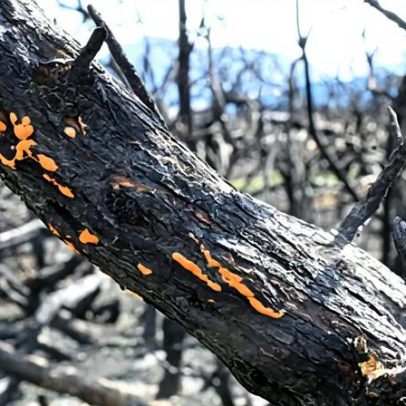 Fungos que aparecem após incêndios ajudam a restaurar ecossistemas