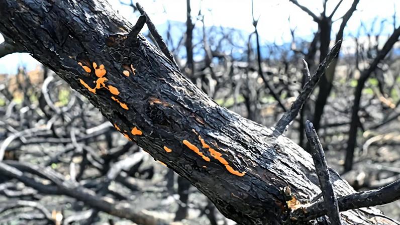 Fungos que aparecem após incêndios ajudam a restaurar ecossistemas