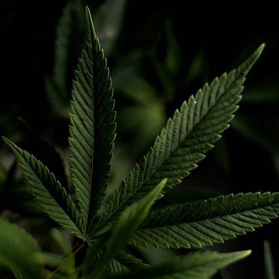 Revisão aponta falta de evidências cannabis medicinal para depressão e ansiedade