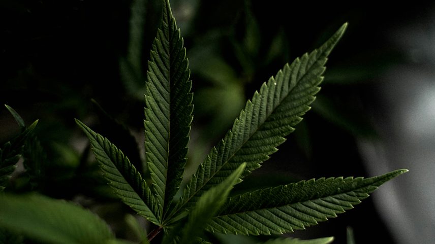 Revisão aponta falta de evidências cannabis medicinal para depressão e ansiedade