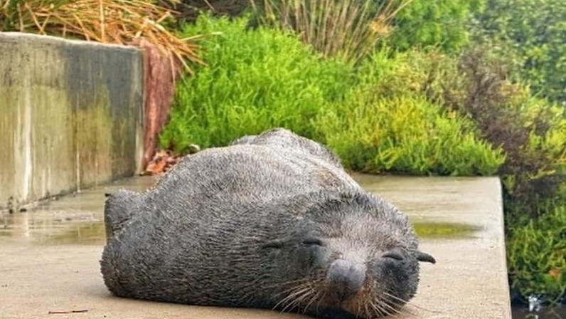 The fur seal was spotted along the Cooks River in Marrickville, Sydney on the weekend.