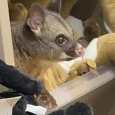 Possum encontrado entre pelúcias em loja de aeroporto na Tasmânia
