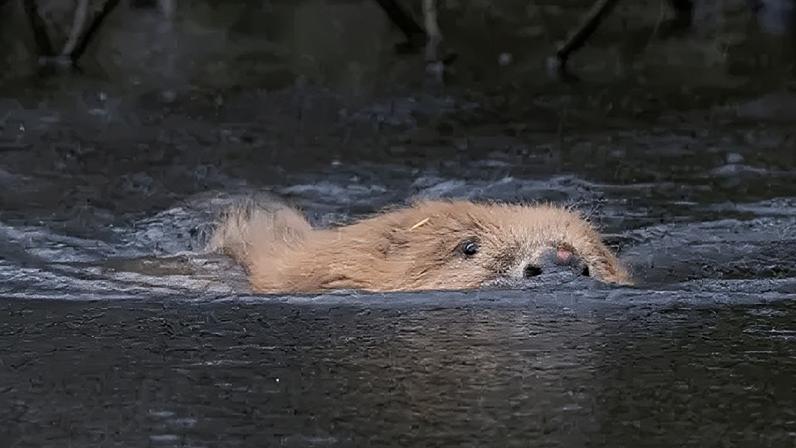 Beavers have recently been released in Cornwall and Somerset