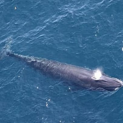 Grupo federal isenta perfuração no Golfo do México de regras de espécies ameaçadas