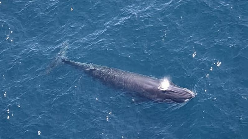 Grupo federal isenta perfuração no Golfo do México de regras de espécies ameaçadas