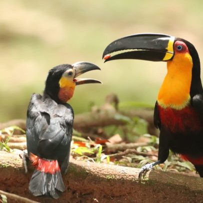 Tucanos reintroduzidos 50 anos dispersam sementes de árvores ameaçadas no Brasil