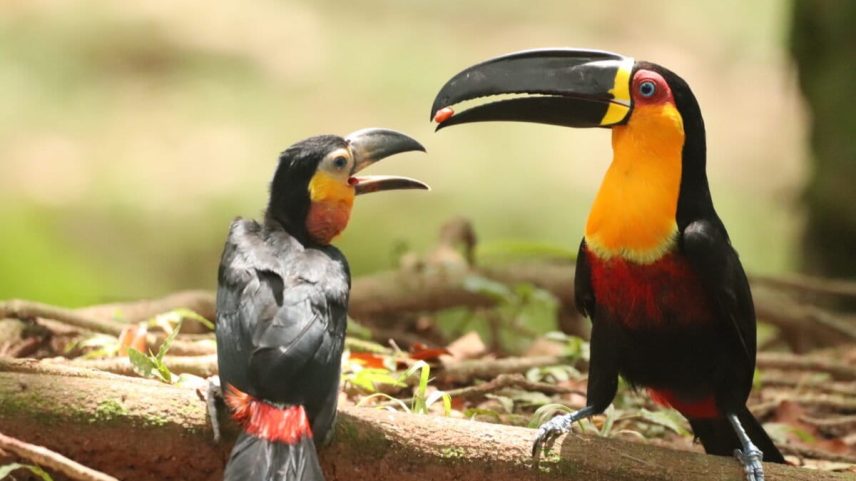 Tucanos reintroduzidos 50 anos dispersam sementes de árvores ameaçadas no Brasil