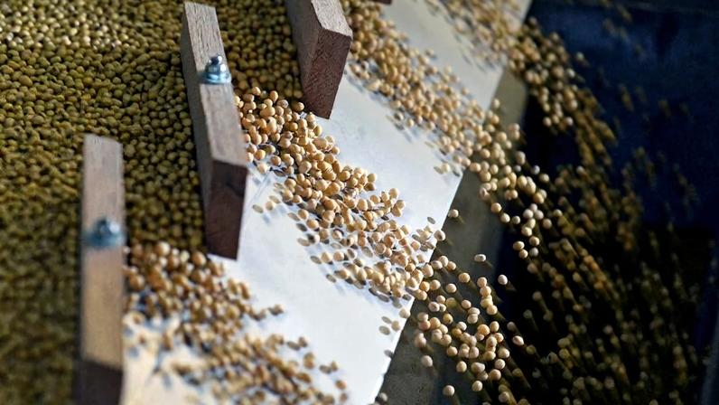 Soja atinge máxima em 21 meses em Chicago após alta do petróleo