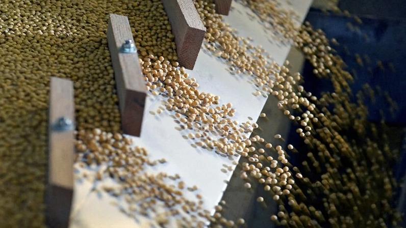 Soja chinesa cai 7,8% em bimestre por safra lenta e atrasos na alfândega