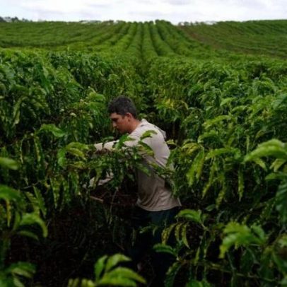 Café da Cooxupé deve recuar em 2026, diz superintendente