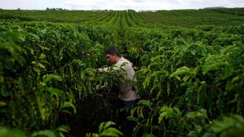 Safra menor deve reduzir exportações da Cooxupé em cerca de 500 mil sacas de café em 2026