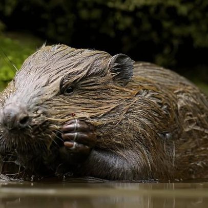 Castores reduzem emissões de carbono ao transformar rios, aponta estudo