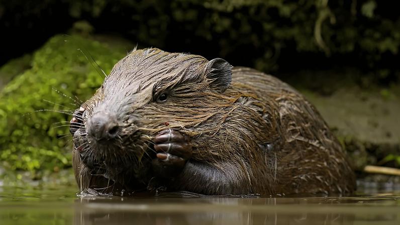 Castores reduzem emissões de carbono ao transformar rios, aponta estudo