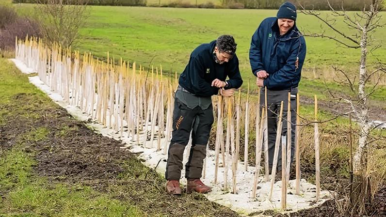 Staff and volunteers planted 30,000 trees this winter as part of the project