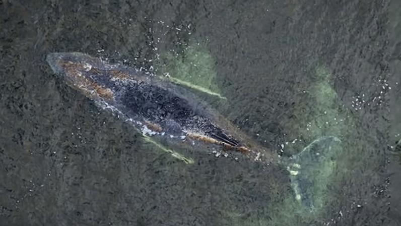 Esperança de resgate diminui para baleia-jubarte encalhada na costa alemã