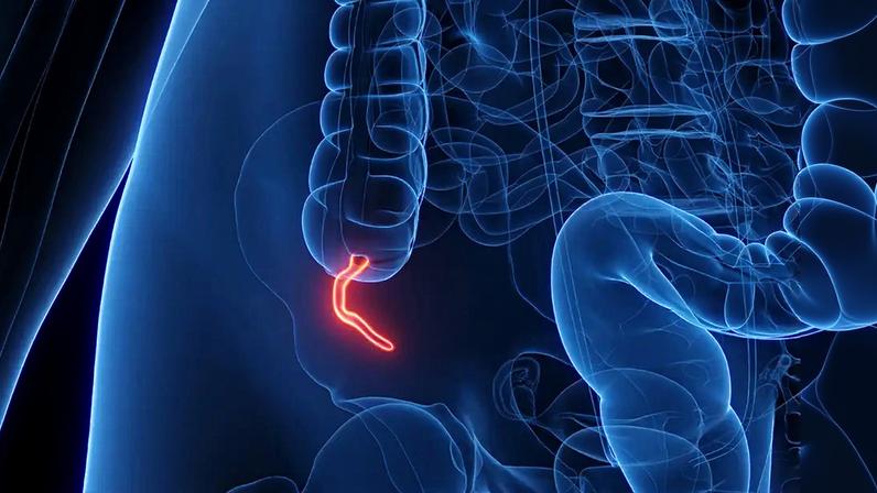 Apêndice: biólogos explicam evolução complexa do órgão