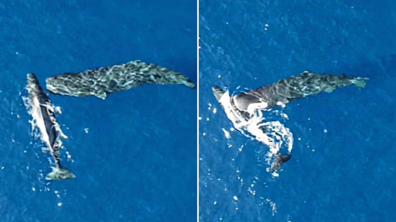 Cachalotes filmados pela primeira vez batendo cabeçadas entre si