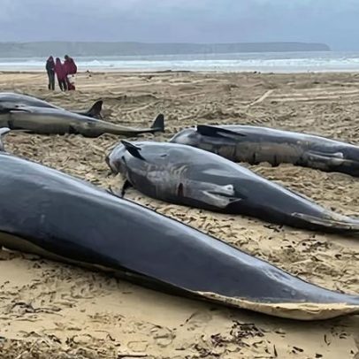 Encalhe em massa de baleias na Escócia causado pela lealdade ao grupo