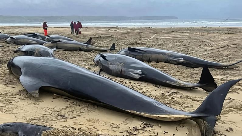 Some of the stranded pilot whales in Tolsta, Isle of Lewis, in 2023.