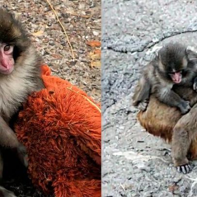 Macaco Punch abandona a pelúcia e faz novos amigos
