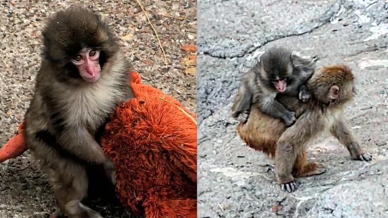 Macaco Punch abandona a pelúcia e faz novos amigos