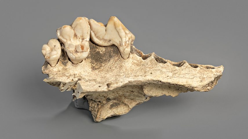 Cães domesticados há pelo menos 15 mil anos, indicam estudos