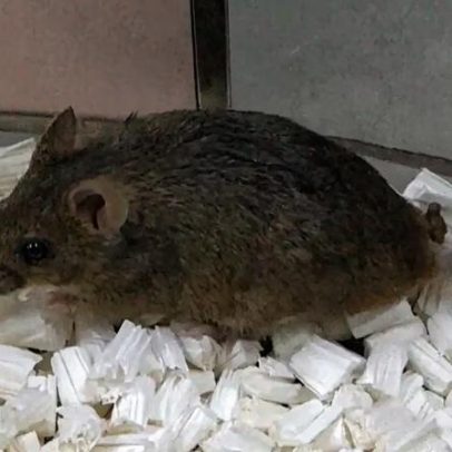 Estudo de 20 anos mostra consequências de clones repetidos