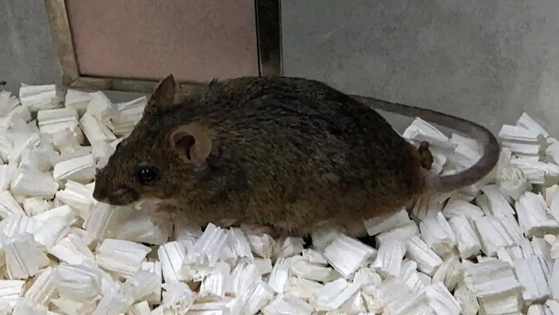 Fotografia de um rato.