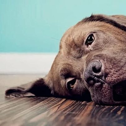 Leis de prevenção à crueldade animal prometidas silenciadas em Victoria