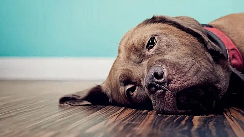 Leis de prevenção à crueldade animal prometidas silenciadas em Victoria