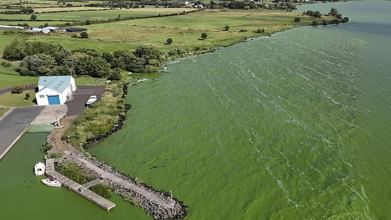 Toxic algal bloom at Battery Harbour on Lough Neagh in August last year. The bloom, fuelled by sewage and slurry pollution, helps spread antibiotic resistance.