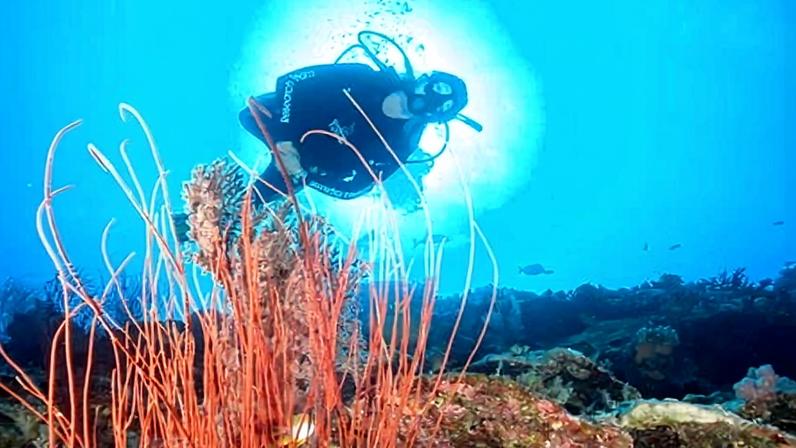 The Coral Sea marine park will be one of the first to be reviewed as the Australian government fulfils its pledge to protect 30% of its oceans.