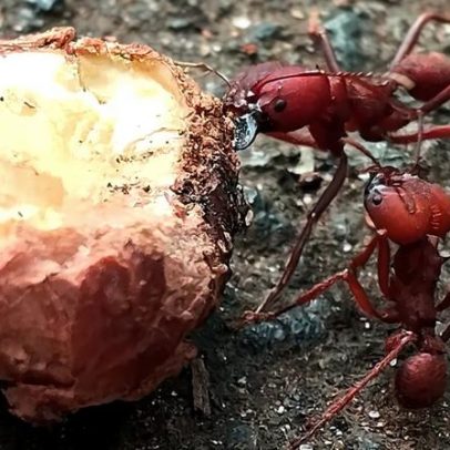 Microbiota das formigas muda com a alimentação, semelhante aos humanos
