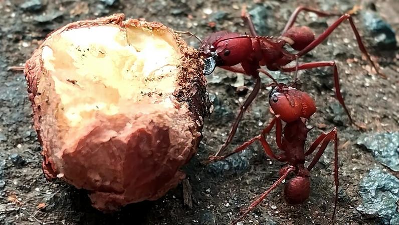 Fotografia de Formigas saúva-limão forrageando um fruto na natureza.