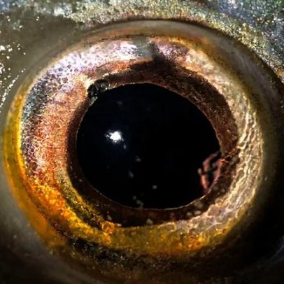 Possível criatura ciclope explicaria origem dos nossos olhos