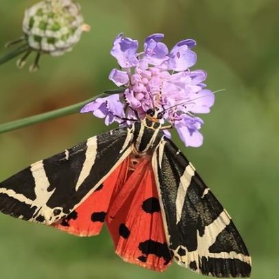 ONGs pedem proteção a lagartas diante da queda de mariposas no Reino Unido