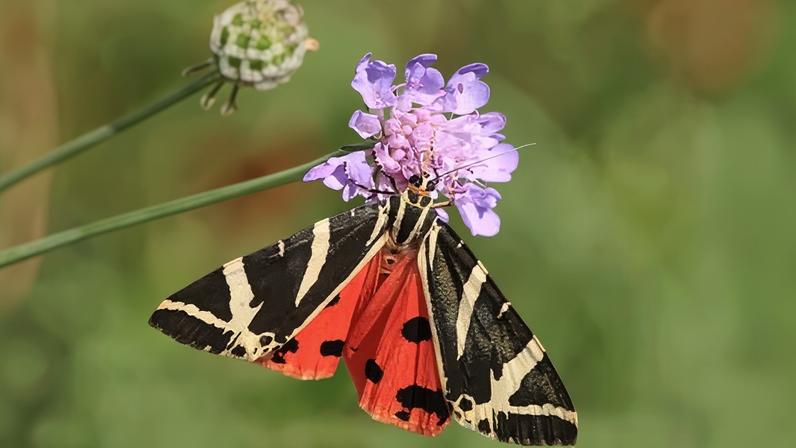 A Jersey tiger moth, one of the UK’s 2,500 species – many of which are at risk due to habitat loss, climate breakdown and pollution.