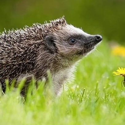 Segredo da audição de ouriços além do alcance humano