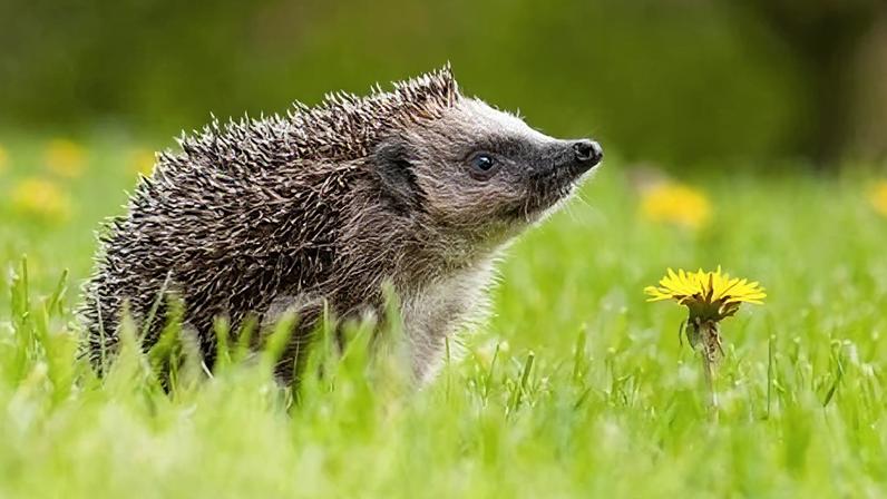 Segredo da audição de ouriços além do alcance humano
