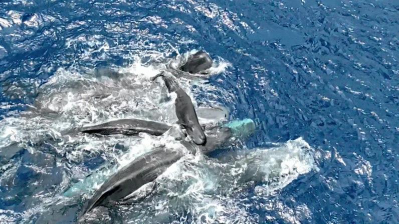 Vídeo mostra nascimento de cachalote com ajuda coletiva no parto