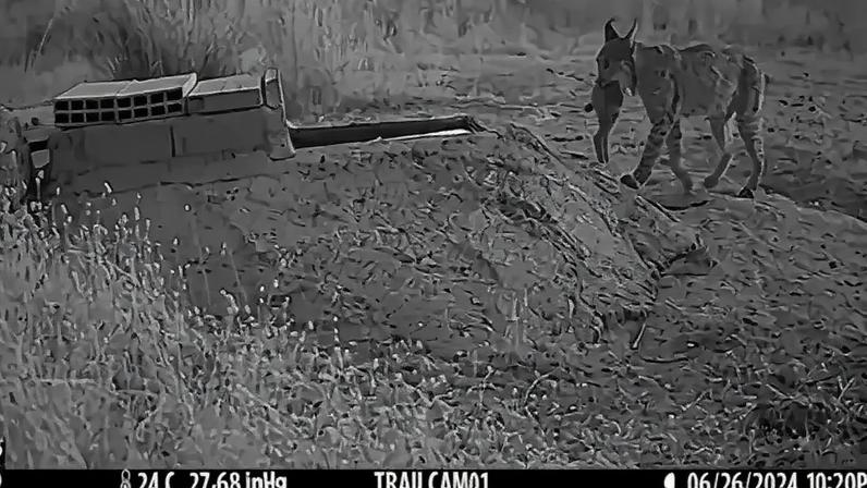 Linces mergulham presas na água antes de comer, cientistas buscam explicação