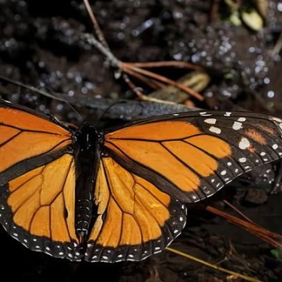 Borboleta-monarca no México registra alta de 64% e esperança para espécie