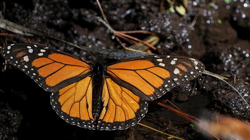 Every fall, millions of the butterflies travel nearly 3,000 miles from Canada, across the US and finally to western Mexico.