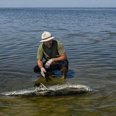 Guerra na Rússia ameaça o Mar Negro e seus golfinhos com poluição tóxica