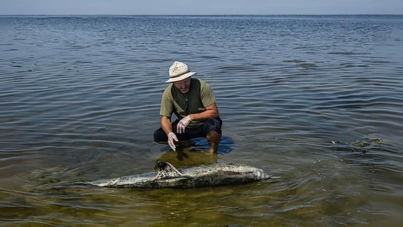 Guerra na Rússia ameaça o Mar Negro e seus golfinhos com poluição tóxica
