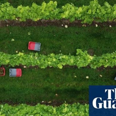 Vinicultores da Inglaterra e do País de Gales registram alta na produção em 2025