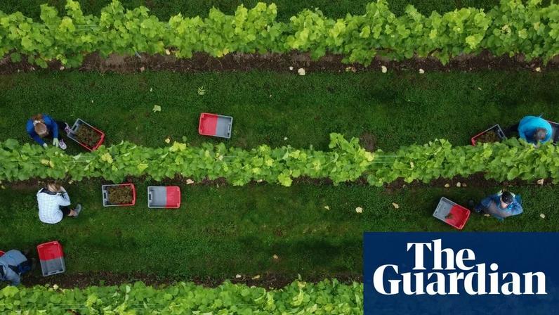 Vinicultores da Inglaterra e do País de Gales registram alta na produção em 2025