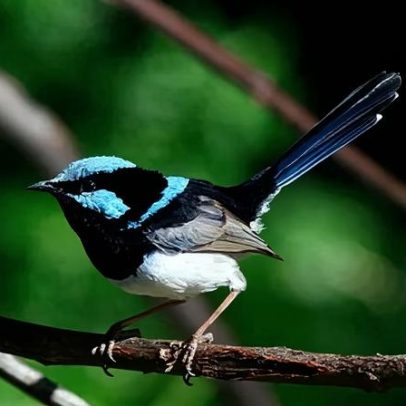 Superb fairywren australiano pode sumir em décadas, alertam pesquisadores