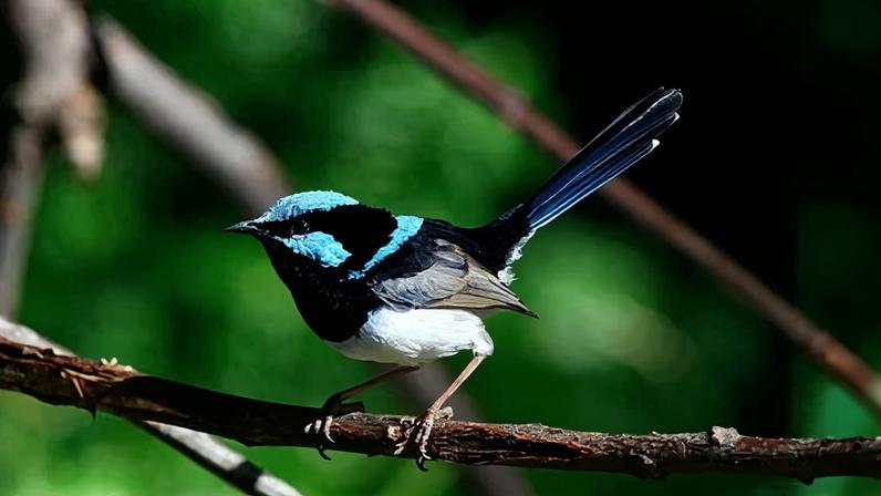 Superb fairywren australiano pode sumir em décadas, alertam pesquisadores
