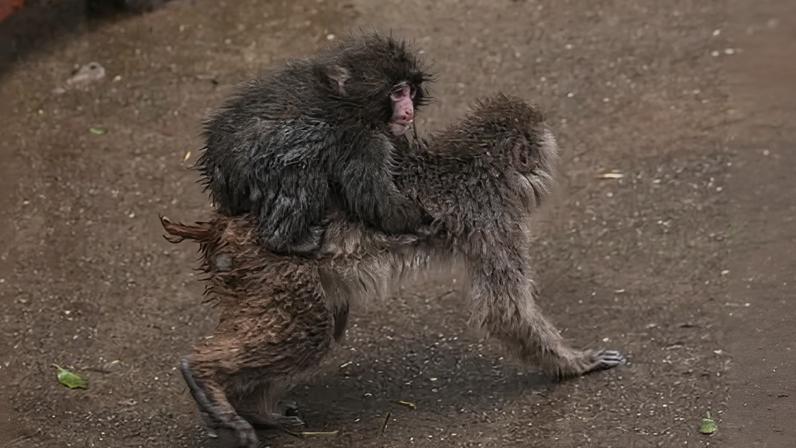 Social climber: Punch the monkey começa a abandonar o peluche da IKEA